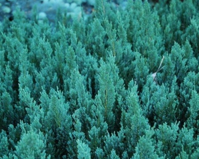 Можжевельник горизонтальный "Блю Форест"