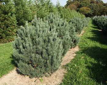 Сосна обыкновенная "Ватерери"