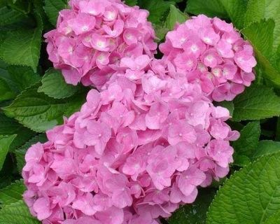 Гортензия крупнолистная "Пинк Вондер" (Pink Wonder)