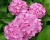 Гортензия крупнолистная "Пинк Вондер" (Pink Wonder)