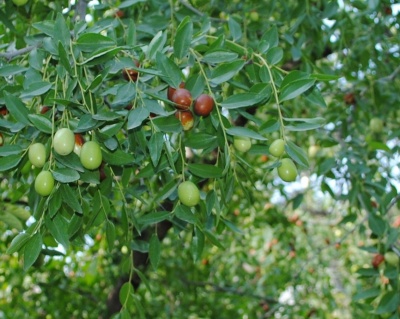Зизифус "Коктебель"