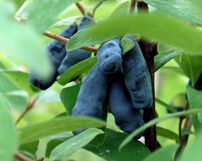 Жимолость "Ленинградский великан"