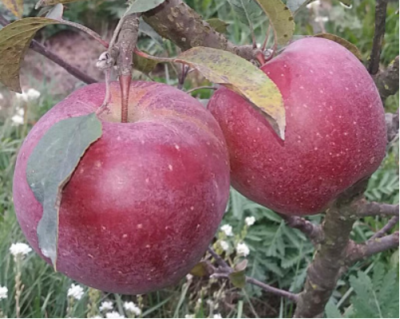 Яблоня "Дарунок"