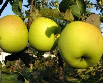 Яблоня "Банановое"