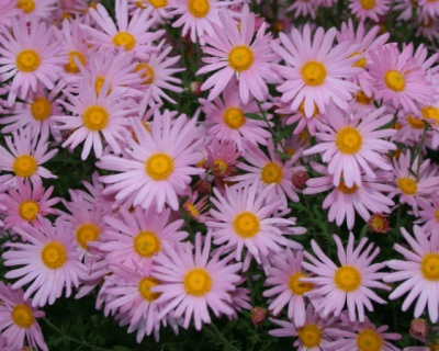 Хризантема "Клара Кертис"