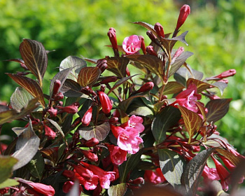 Вейгела цветущая "Naomi Campbell"