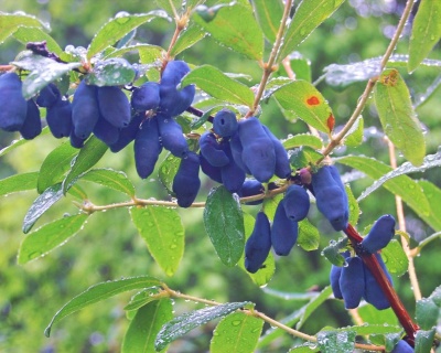Жимолость "Голубое веретено"