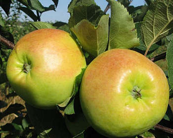 Яблоня "Путинка" (Путивка)