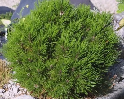 Сосна Гельдрейха "Шмидти"