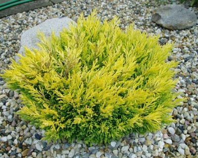 Можжевельник горизонтальный "Лаймглоу"