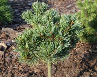 Сосна горная "Беран" (штамбовая форма)