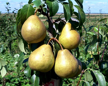 Груша колоновидная "Восторг"