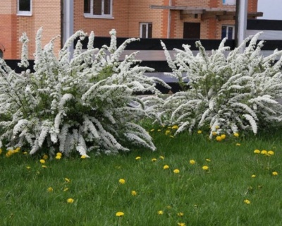 Спирея серая "Грефшейм"