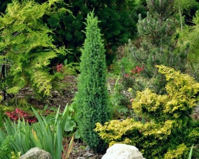 Можжевельник Обыкновенный "Компресса"