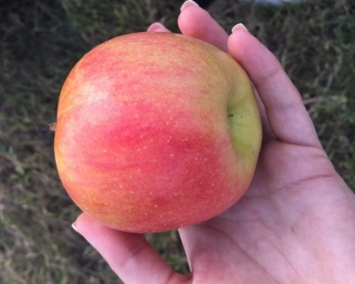 Яблоня "Чемпион"