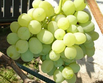 Виноград "Лора (Флора)"