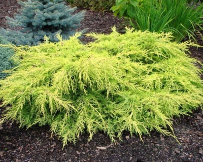 Можжевельник средний "Олд Голд"