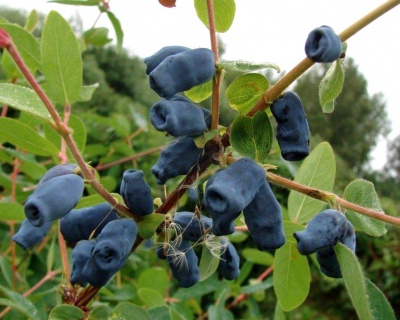 Жимолость "Лакомка"