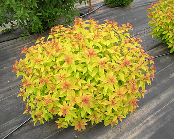 Спирея японская "Голден Принцесс"