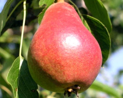 Груша колоновидная "Г-1"