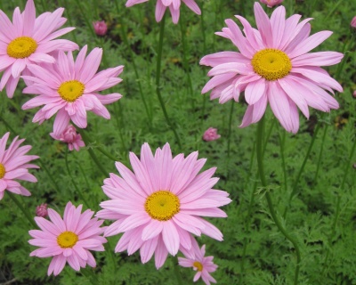 Хризантема "Клара Кертис"