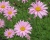 Хризантема "Клара Кертис"