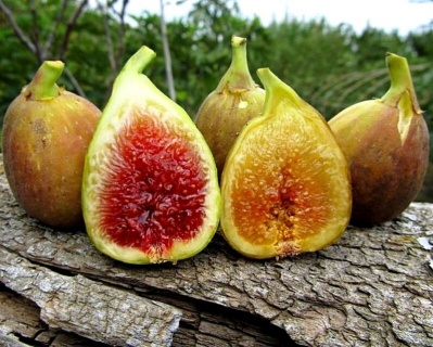 Инжир "Брунсвик"