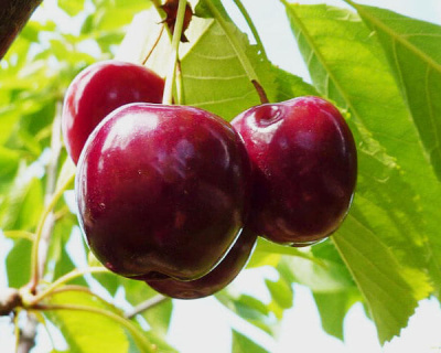 Черешня "Регина"