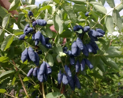 Жимолость "Длинноплодная"