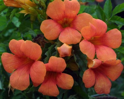 Кампсис Госпожа Гален (P-9)