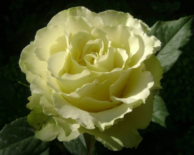 Роза Чайно-Гибридная «Лимбо» 