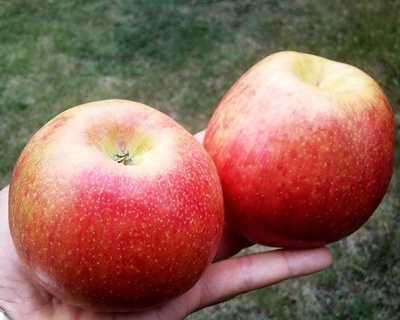 Яблоня "Хоней (Хани) Крисп" 