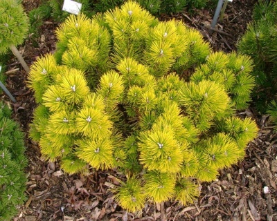 Сосна горная "Винтер Голд"