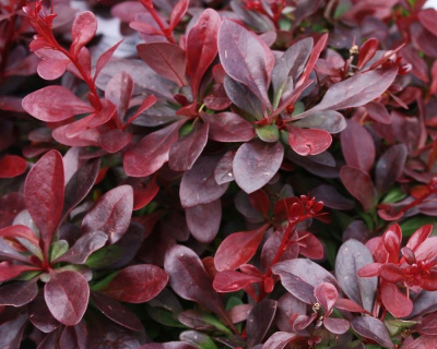 Барбарис Тунберга "Atropurpurea Nana"