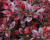 Барбарис Тунберга "Atropurpurea Nana" Барбарис Тунберга "Atropurpurea Nana"
