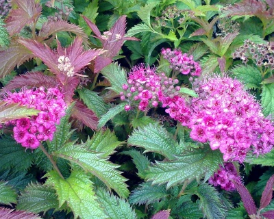 Спирея японская "Криспа"