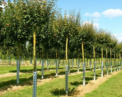 Клен полевой "Нанум" (штамбовая форма)