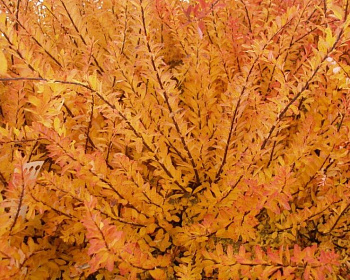 Спирея тунберга "Огон"