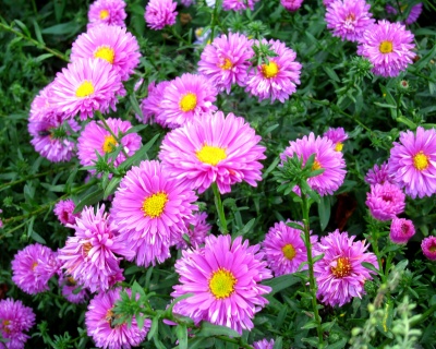 Астра новобельгийская "Патрисия Баллард"