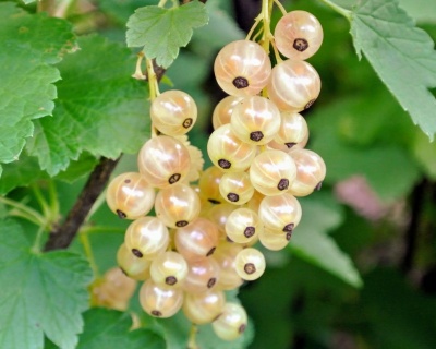 Смородина белая "Ютерборгская"