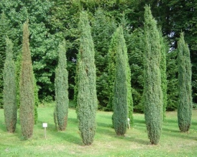 Можжевельник обыкновенный "Арнольд"