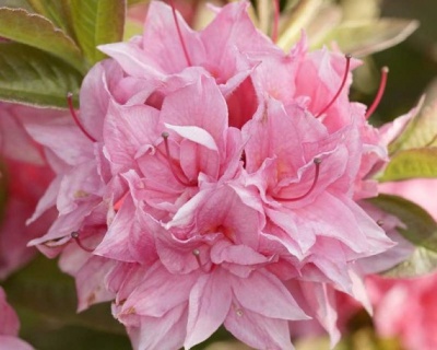 Азалия крупноцветковая "Килиан"