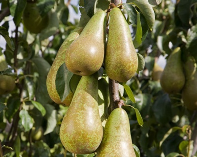 Груша колоновидная "Богатырь"
