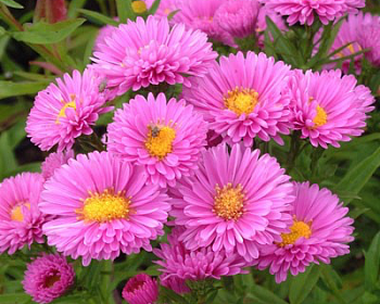 Астра новобельгийская "Патрисия Баллард"