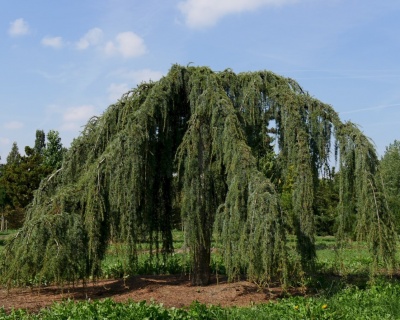 Лиственница Европейская "Пендула"