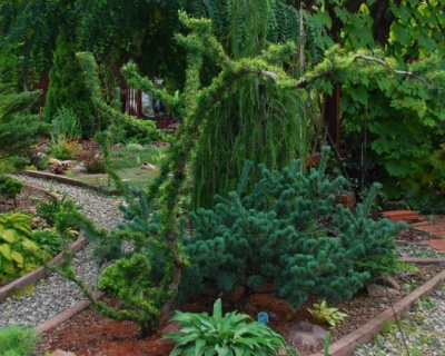 Лиственница японская "Диана"