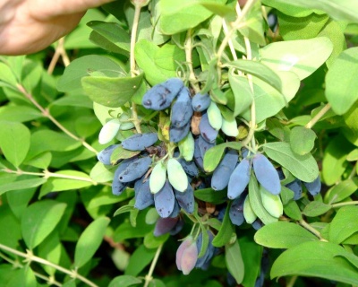 Жимолость "Синичка"