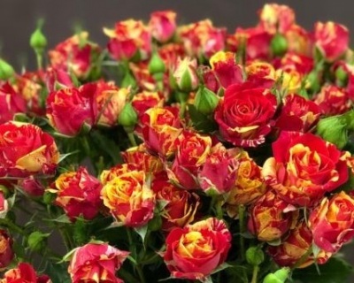 Спрей-роза «Файер Флеш» 