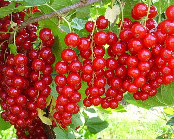 Смородина "Натали"