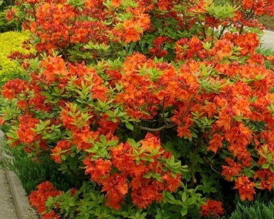 Азалия крупноцветковая "Гибралтар"